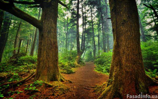 Трансгенные деревья помогут сберечь реликтовые леса