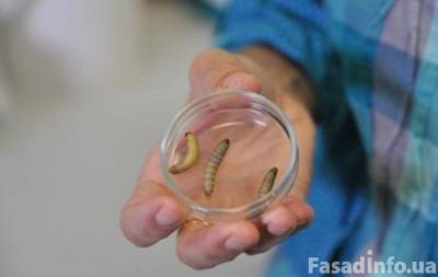 Ученые нашли гусениц, которые уничтожают пластик
